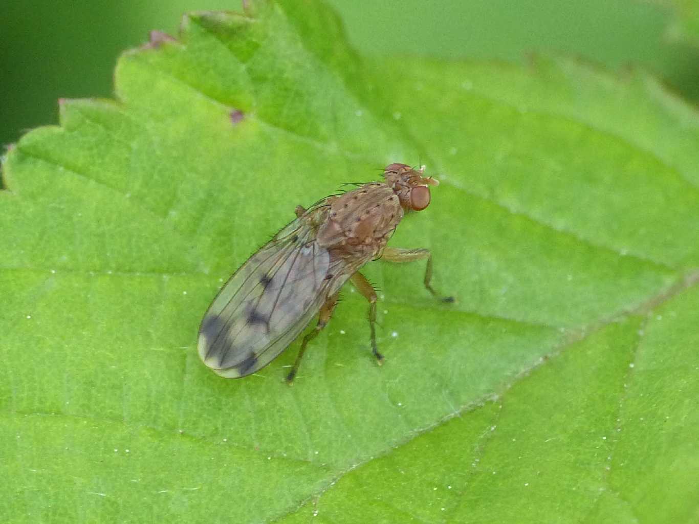 Suillia (Heleomyzidae). Forse S. variegata.